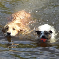 Harley and ruby enjoy a swim